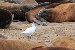 Snowy Sheathbill